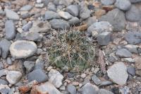 pa_472_coryphantha_sp..jpg
