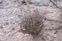 pa_473_hamatocactus_hamatacanthus.jpg