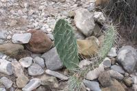 pa_474_opuntia_sp..jpg