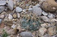 pa_476_coryphantha_sp..jpg