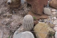 pa_477_echinocereus_pectinatus.jpg