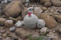 pa_478_epithelantha_greggii.jpg