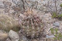pa_479_hamatocactus_hamatacanthus.jpg