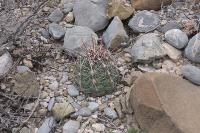 pa_480_thelocactus_biclor.jpg