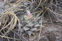 pa_482_ariocarpus_retusus.jpg