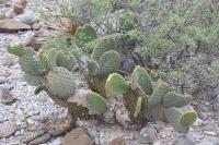 pa_483_opuntia_microdasys.jpg