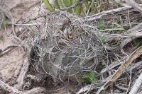 pa_484_astrophytum_capricorne.jpg
