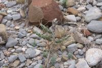 pa_485_cylindropuntia_leptocaulis.jpg