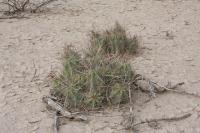 pa_486_echinocereus_stramineus.jpg