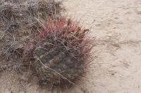 pa_487_hamatocactus_hamatacanthus.jpg