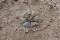 pa_488_lophophora_williamsii.jpg