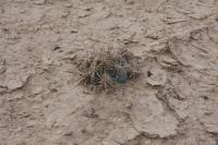 pa_490_coryphantha_sp..jpg