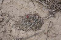 pa_491_mammillaria_heyderi.jpg