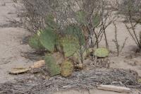 pa_492_opuntia_sp..jpg