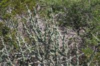 pa_494_cylindropuntia_kleiniae.jpg