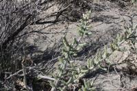 pa_495_cylindropuntia_leptocaulis.jpg