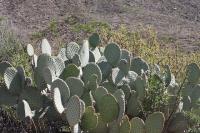 pa_496_opuntia_sp..jpg