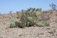 pa_497_opuntia_sp..jpg