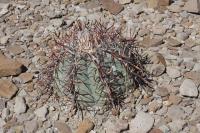 pa_498_echinocactus_horizonthalonius.jpg