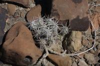 pa_499_micropuntia_sp..jpg