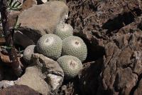 pa_500_epithelantha_greggii.jpg