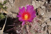 pa_501_thelocactus_bicolor_var._bolaensis.jpg