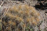 pa_502_echinocereus_stramineus.jpg