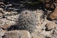 pa_503_coryphantha_difficilis.jpg