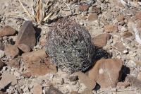 pa_504_astrophytum_capricorne_var._minor.jpg