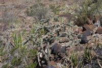 pa_505_cylindropuntia_imbricata.jpg