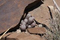 pa_507_mammillaria_pottsii.jpg