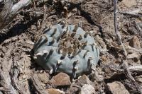 pa_508_lophophora_williamsii.jpg