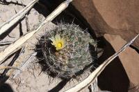 pa_509_coryphantha_gladiispina.jpg