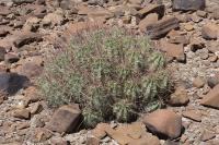 pa_510_echinocereus_enneacanthus.jpg
