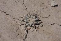 pa_511_ariocarpus_kotschoubeyanus.jpg