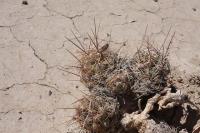 pa_512_coryphantha_macromeris.jpg