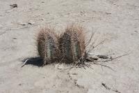 pa_513_thelocactus_bicolor_var._bolaensis.jpg