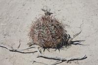 pa_514_echinocactus_horizonthalonius.jpg