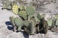 pa_517_opuntia_sp..jpg