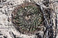 pa_518_mammillaria_heyderi.jpg