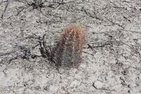 pa_519_thelocactus_bicolor_var._bolaensis.jpg