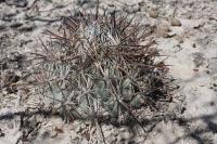 pa_520_coryphantha_difficilis.jpg