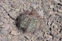 pa_522_echinocactus_horizonthalonius.jpg