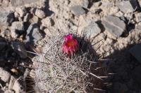 pa_523_coryphantha_pseudoechinus.jpg