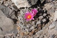 pa_524_ariocarpus_fissuratus_var._intermedius.jpg
