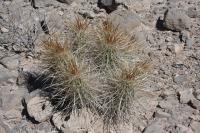 pa_525_echinocereus_stramineus.jpg