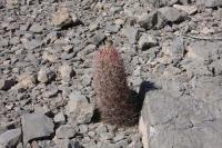 pa_526_thelocactus_bicolor_var._bolaensis.jpg