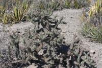 pa_528_cylindropuntia_imbricata.jpg