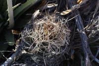 pa_529_astrophytum_senile_var._aureum.jpg