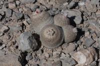 pa_530_epithelantha_greggii.jpg